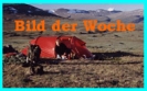 bildderwoche_35